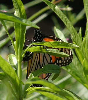 monarch egg laying
