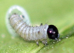 caterpillar hatching