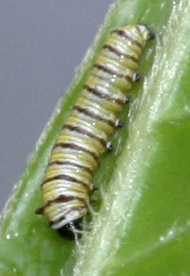 2nd instar monarch cat