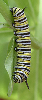 3rd instar monarch cat