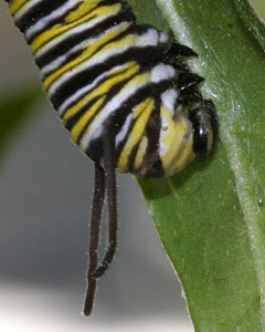 monarch cat molting