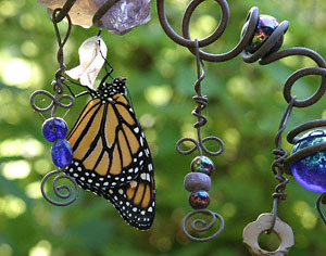 monarch drying wings