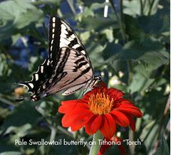Photo of Pale Swallowtail on Tithonia