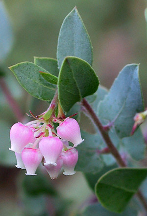 Lester Rowntree Manzanita flower