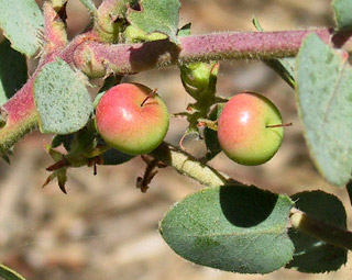 Lester Rowntree fruit