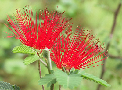 Calliandra californica flower