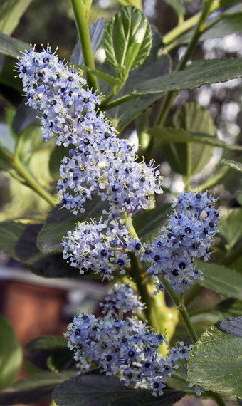 Ceanothus arboreus