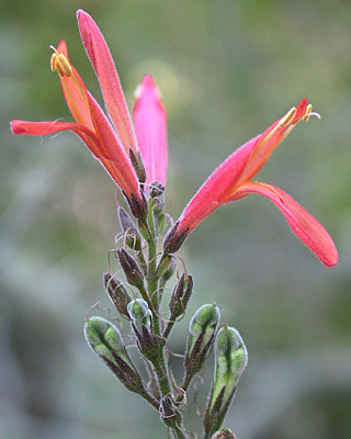 Justicia californica Red