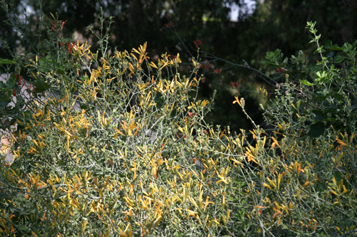 Justicia californica Yellow