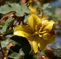 'San Gabriel' flower closeup