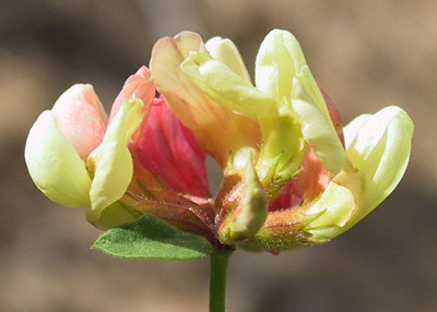 Lotus grandiflorus