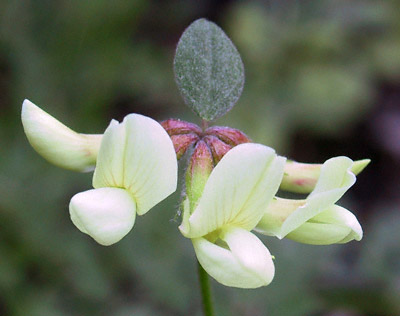 Lotus grandiflorus