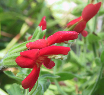 Scarlet Monkeyflower