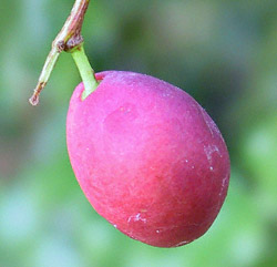 Prunus ilicifolia cherry