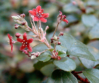 Ribes viburnifolium