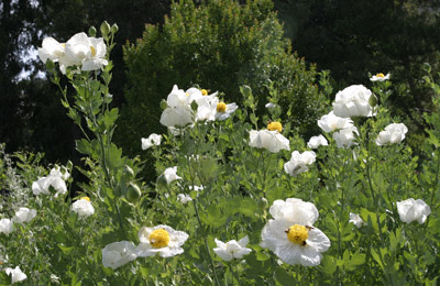 Matilija Poppy grouping