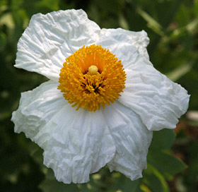 Matilija Poppy