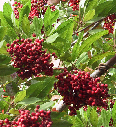 Heteromeles arbutifolia/Toyon