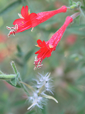 California fuchsia